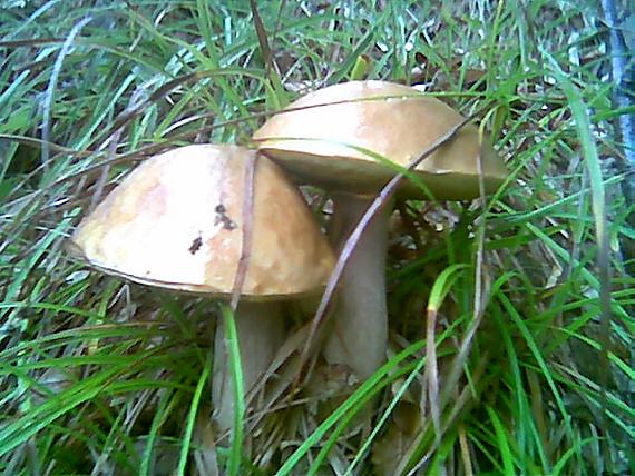 hríb dubový Boletus reticulatus Schaeff.