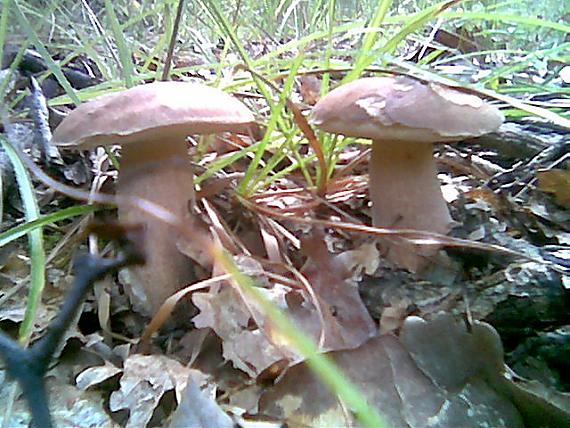 duboky Boletus reticulatus Schaeff.