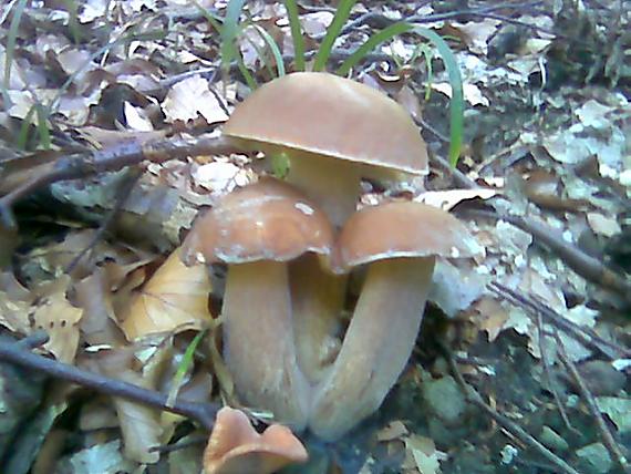 hríb dubový Boletus reticulatus Schaeff.