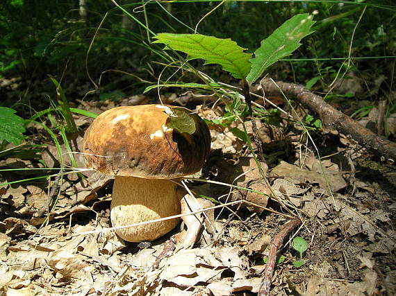 dubak Boletus sp.