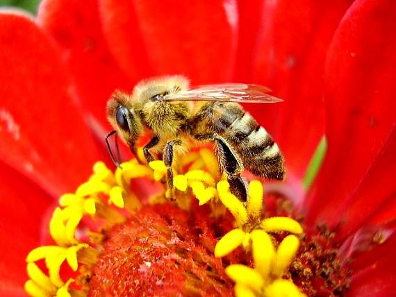 včela medonosná Apis mellifera