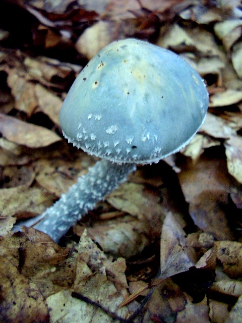 golierovka Stropharia sp.