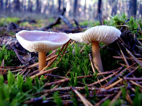 peniazovka maslová Rhodocollybia butyracea (Bull.) Lennox