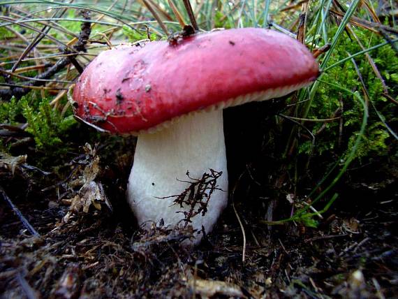 plávka Russula sp.