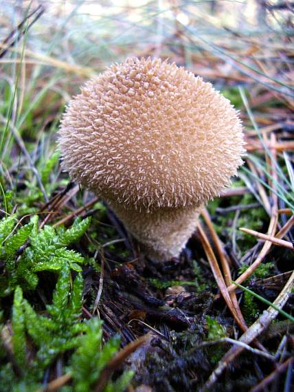 prášnica hruškovitá Lycoperdon pyriforme Schaeff.