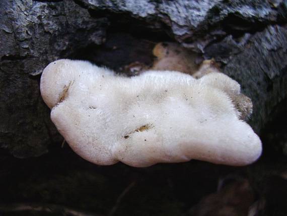 trúdnikovec chlpatý Trametes hirsuta (Wulfen) Lloyd