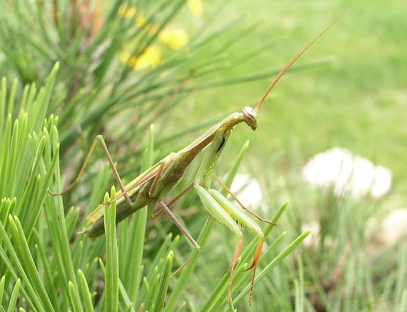 modlivka zelená Mantis religiosa