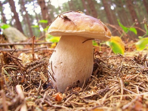 hríb smrekový Boletus edulis Bull.