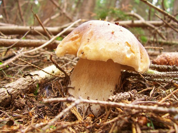 hríb smrekový Boletus edulis Bull.