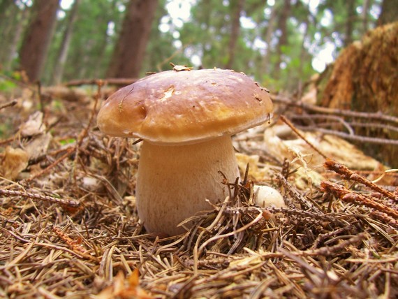 hríb smrekový Boletus edulis Bull.