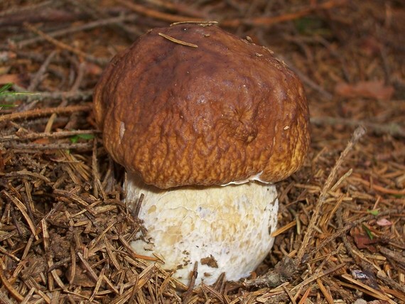 hríb smrekový Boletus edulis Bull.