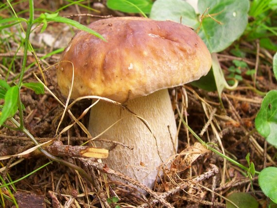 hríb smrekový Boletus edulis Bull.