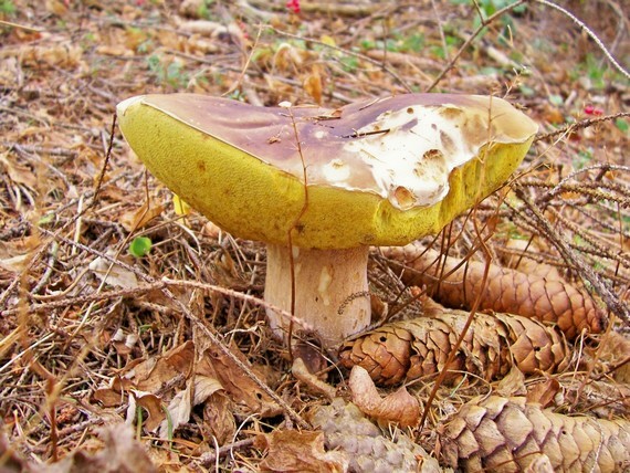 hríb smrekový Boletus edulis Bull.