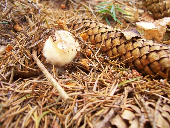 hríb smrekový Boletus edulis Bull.