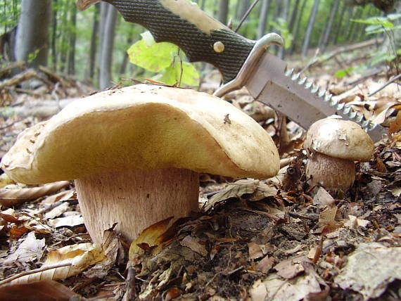 hríb dubový Boletus reticulatus Schaeff.