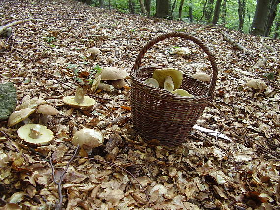 hríb dubový Boletus reticulatus