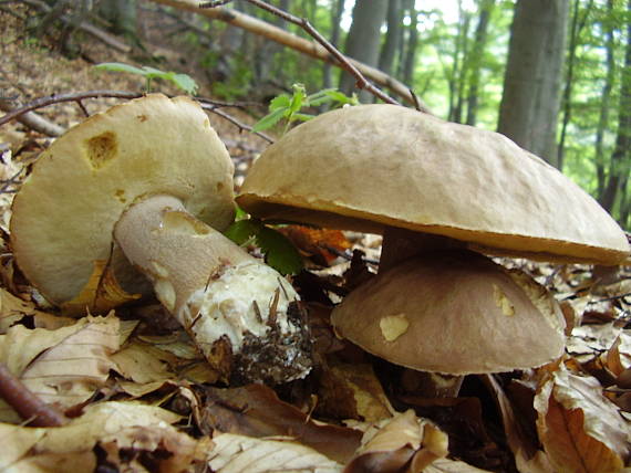 hríb dubový Boletus reticulatus Schaeff.