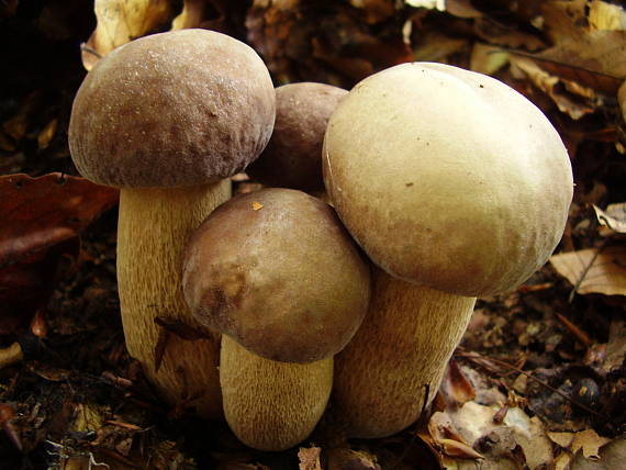 roztomilé štvorčatá II Boletus reticulatus Schaeff.