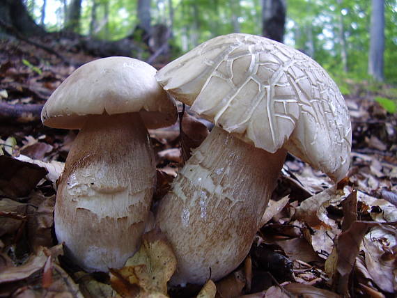 hríb dubový Boletus reticulatus Schaeff.