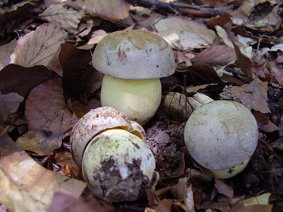 hríb striebristý Butyriboletus fechtneri (Velen.) D. Arora & J.L. Frank