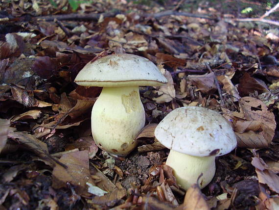 hríb striebristý Butyriboletus fechtneri (Velen.) D. Arora & J.L. Frank