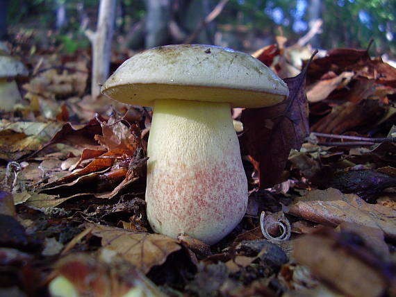 hríb striebristý Butyriboletus fechtneri (Velen.) D. Arora & J.L. Frank