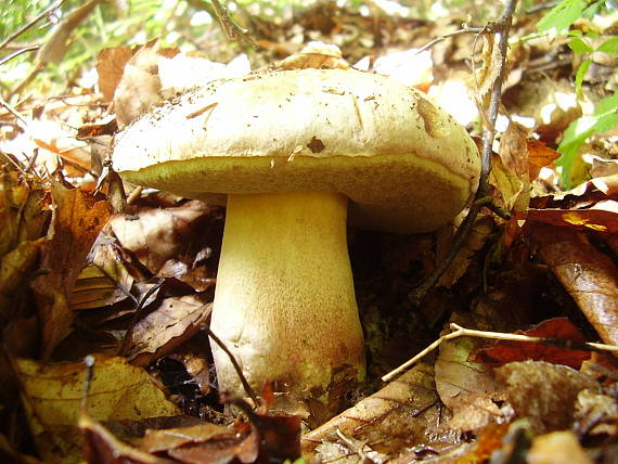 hríb striebristý Butyriboletus fechtneri (Velen.) D. Arora & J.L. Frank