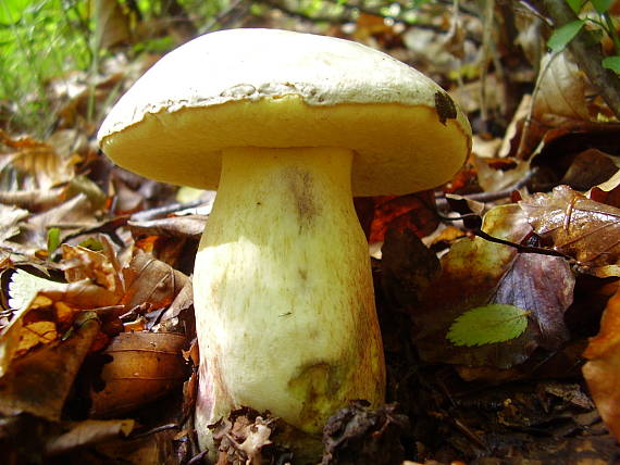 hríb striebristý Butyriboletus fechtneri (Velen.) D. Arora & J.L. Frank