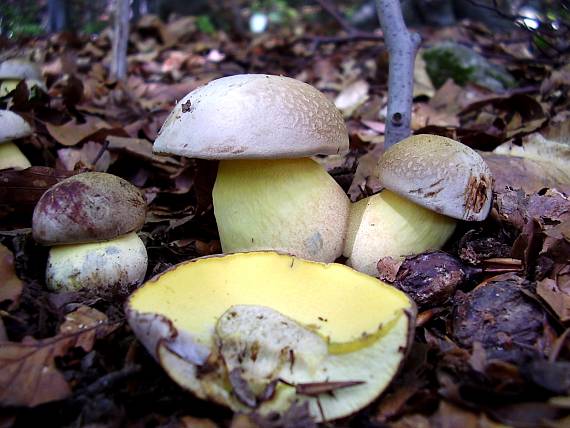 hríb stiebristý Butyriboletus fechtneri (Velen.) D. Arora & J.L. Frank