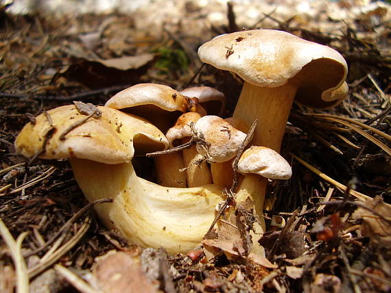 masliak kravský Suillus bovinus (Pers.) Roussel