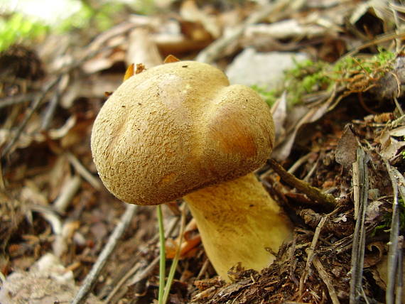 masliak strakatý Suillus variegatus (Sw.) Kuntze