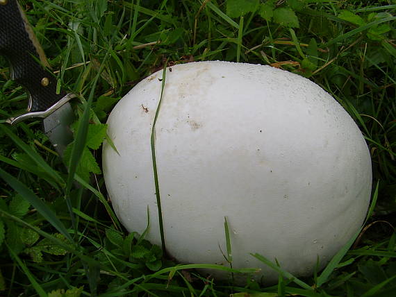 vatovec obrovský Calvatia gigantea (Batsch) Lloyd