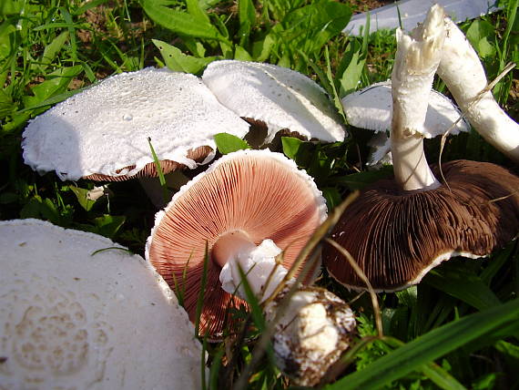 pečiarka Agaricus sp.