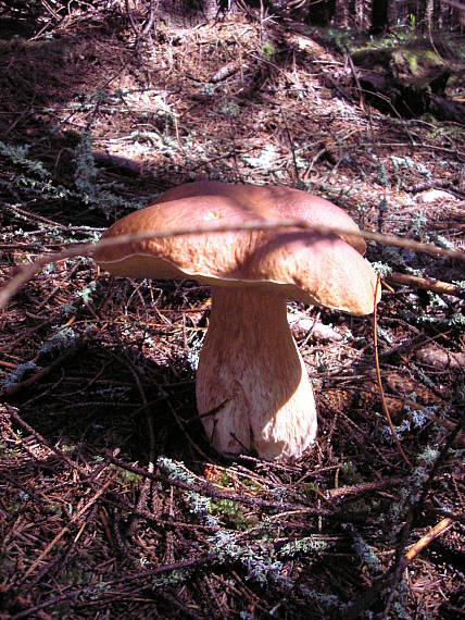 hríb smrekový Boletus edulis Bull.