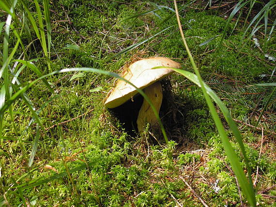 hríb smrekový Boletus edulis Bull.