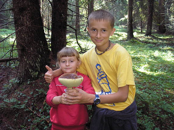 hríb smrekový Boletus edulis