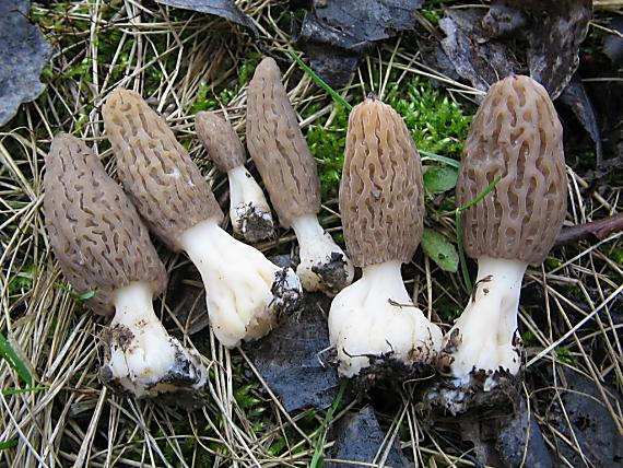 smrčky Morchella sp.