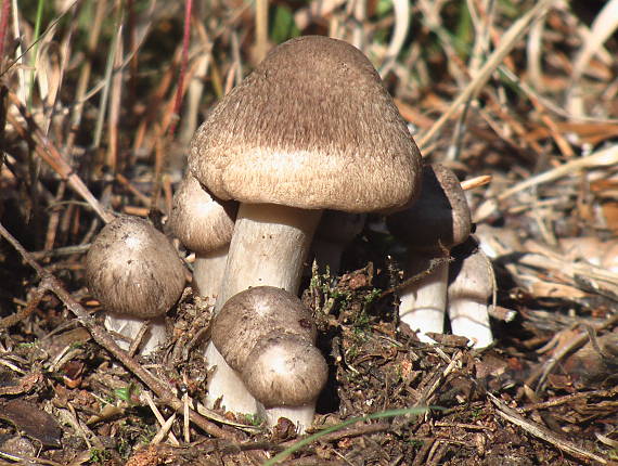 čírovka Tricholoma sp.