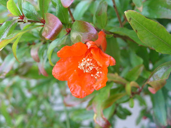 kvet granátovníka