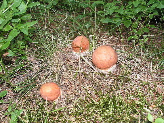 kozák Leccinum sp.