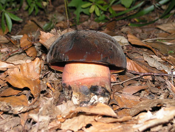 hríb zrnitohlúbikový Sutorius luridiformis (Rostk.) G. Wu & Zhu L. Yang