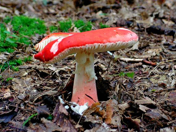 plávka úhľadná Russula rosea Pers.