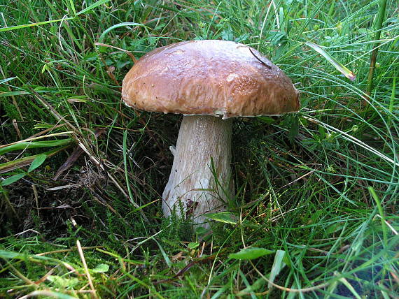 hríb smerkový Boletus edulis Bull.