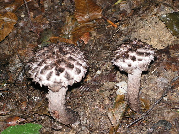 šiškovec šupinatý Strobilomyces strobilaceus (Scop.) Berk.