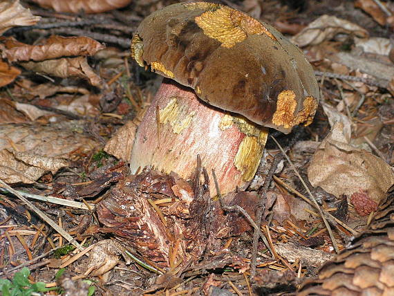 hríb zrnitohlúbikový Sutorius luridiformis (Rostk.) G. Wu & Zhu L. Yang