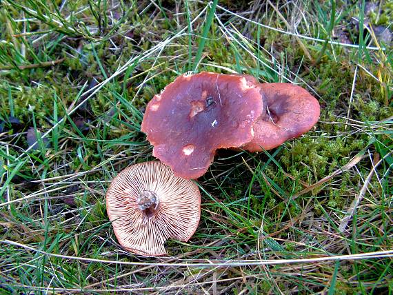 plávka Russula sp.