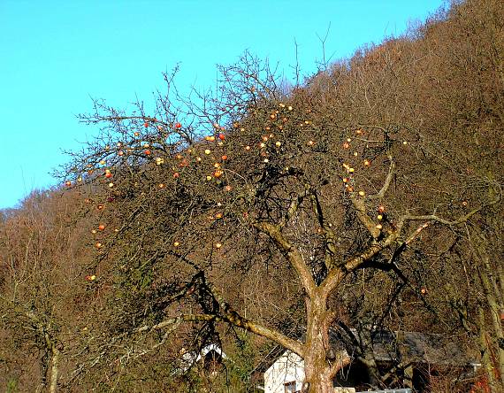 vianočná úroda zo dňa 26.12.2006