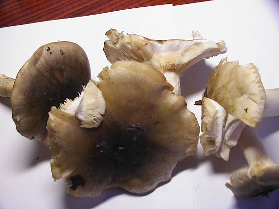 neurčená Pleurotus cornucopiae ?