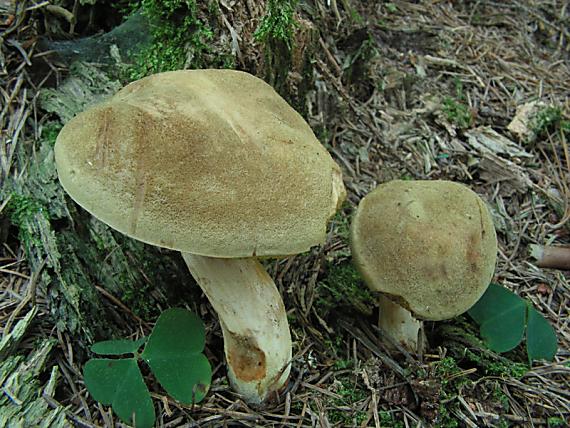 hřib plstnatý - Suchohríb plstnatý Boletus subtomentosus L.