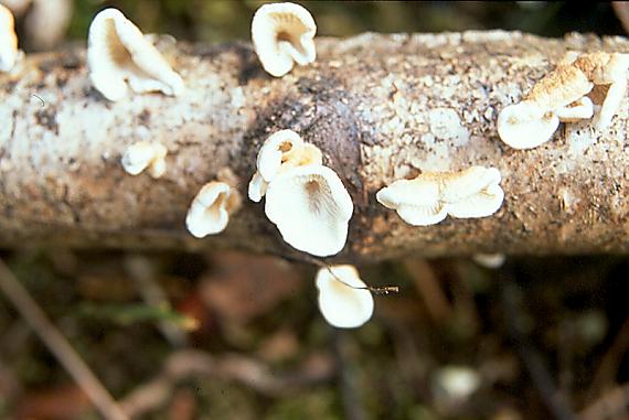 měkkouš kadeřavý - Mäkkúšik kučeravý Plicaturopsis crispa (Pers.) D.A. Reid